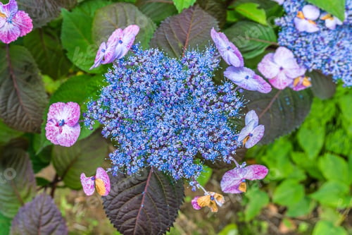 Preview: A Mcaro Shot Of Intense Blue Flowers.