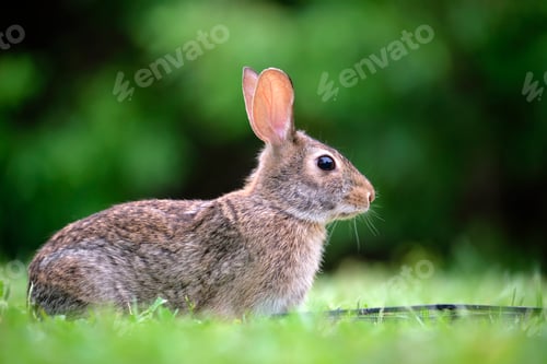 Preview: Grey small hare eating grass on summer field. Wild rabbit in nature