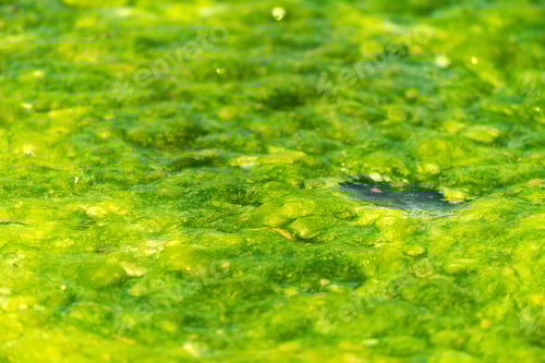 Preview: Green mud duckweed in the pond