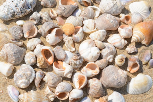 Preview: Many beautiful sea shells on sand, closeup