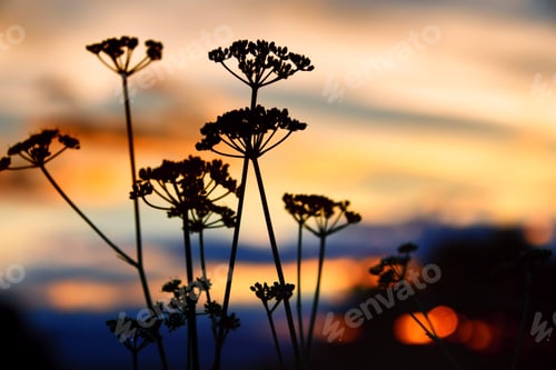 Preview: Parsley flowers silhouetted against a sunset sky sun, hot summer night concept
