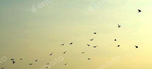 Preview: The herd of birds is flying back to their home