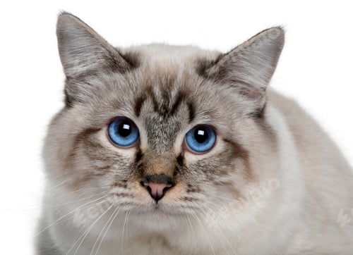 Preview: close up of a Birman