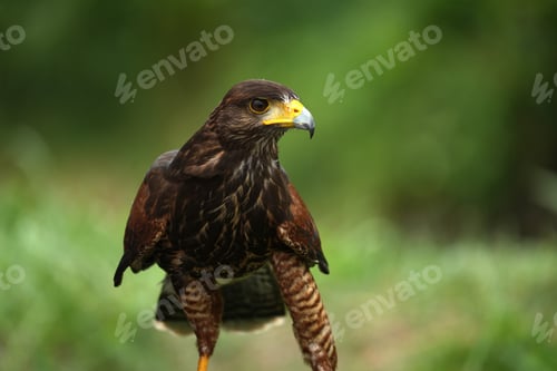 Preview: Harris Hawk close up, Close-up photo of a Raptor Hawk for background.