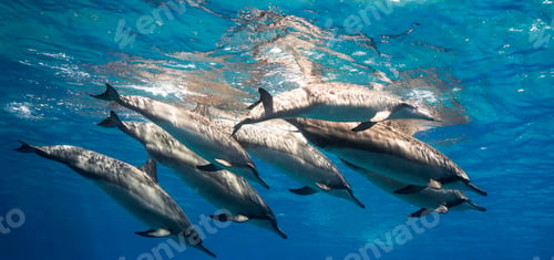 Preview: Underwater world a dolphin floats in the sea