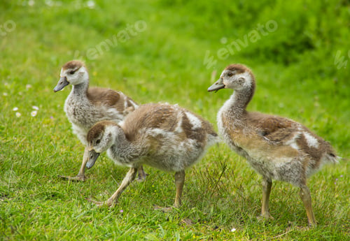 Preview: Three Little Birds