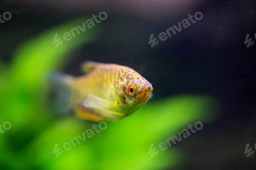 Preview: Freshwater aquarium fish
