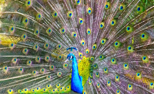 Preview: A beautiful peacock with its feathers spread out in Cartagena, Colombia
