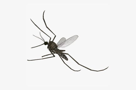 Preview: Common House Mosquito - Detailed Anatomy