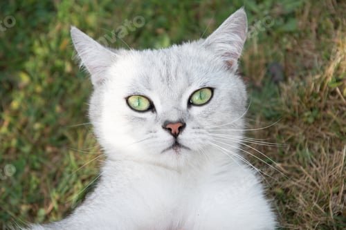 Preview: a beautiful light gray Scottish kitten with green eyes lies on a green lawn in the garden, a pet