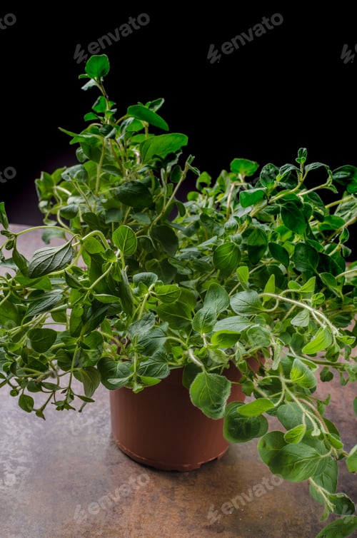 Preview: Bio oregano product picture