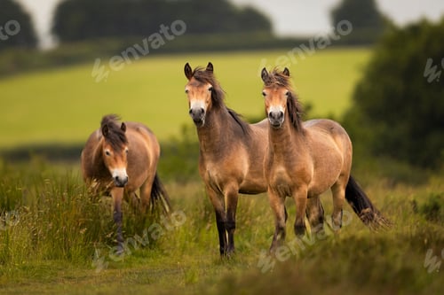 Preview: Wild horses in a lush green field.
