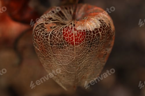 Preview: nature, macro, close-up, color, wildlife, animal, closeup, close, insect, detail, environment, fauna