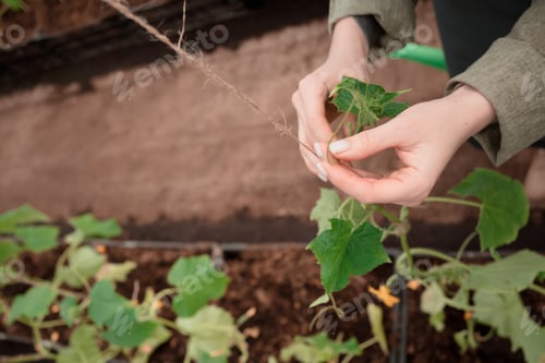Preview: working in indoor garden