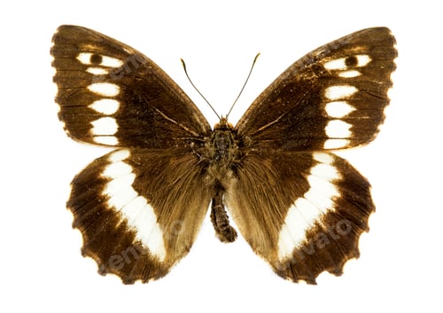 Preview: Rock grayling butterfly