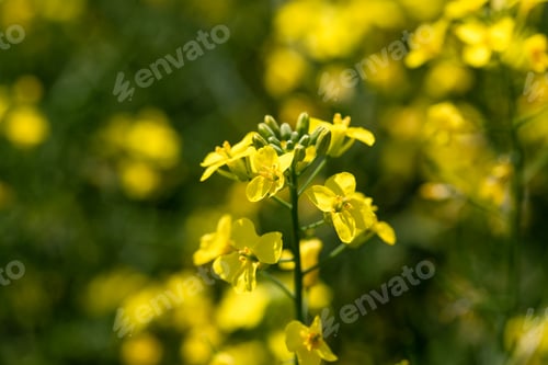 Preview: Rape plant and flowers in close-up. Cultivation of rapeseed.
