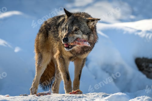 Preview: Gray wolf, Canis lupus, eat meat in the winter forest.