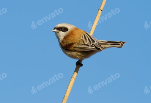 Preview: Eurasian penduline tit, remiz pendulinus. Morning, a bird sits on a reed stalk