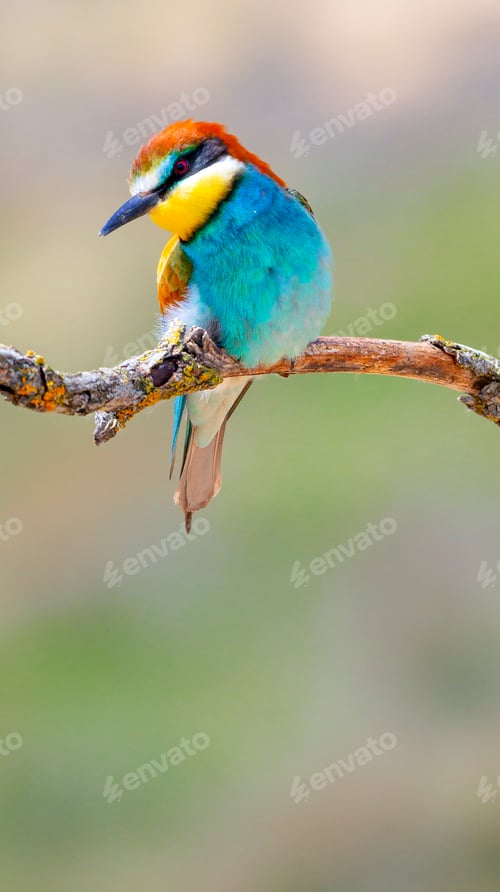 Preview: Bee-eater, Spain