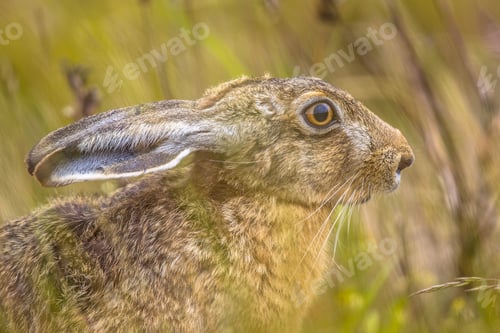 Preview: European Hare in grass