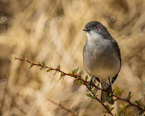 Preview: Fire-eyed diucon (Pyrope pyrope) perched on a tree branch on blurred background