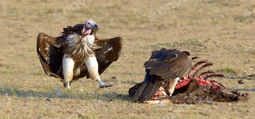 Preview: Vulture feeding on a kill