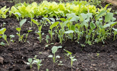 Preview: seedlings of greenery and flowers in a greenhouse in spring