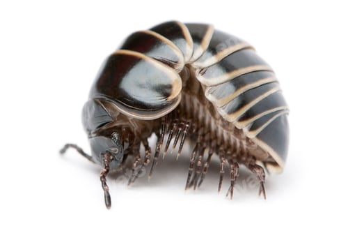 Preview: Glomeris marginata. Is a common European species of pill millipede