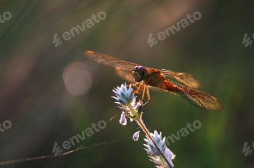 Preview: Dragonfly on the little white flower