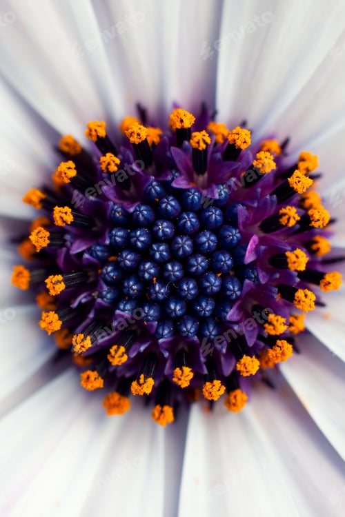 Preview: Marguerite flower