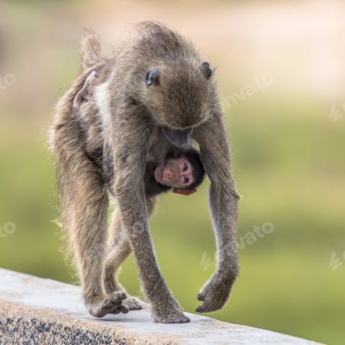 Preview: Chacma baboons family