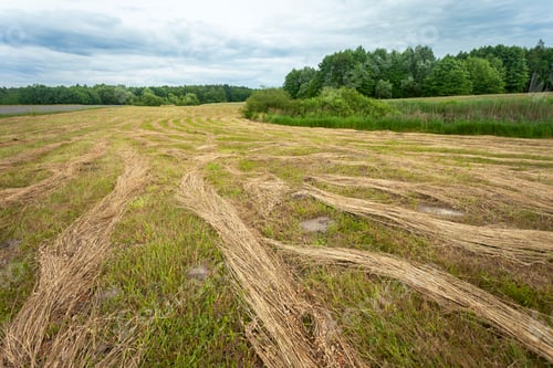 Preview: A mown meadow bordered by a forest under a cloudy sky