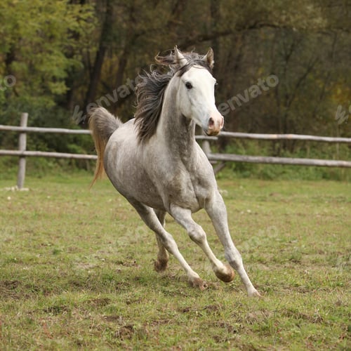 Preview: arabian, horse, mare, stallion, riding