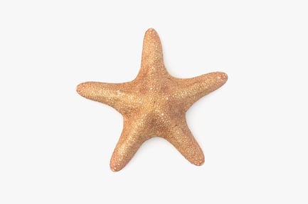 Preview: Textured Pentaster Starfish