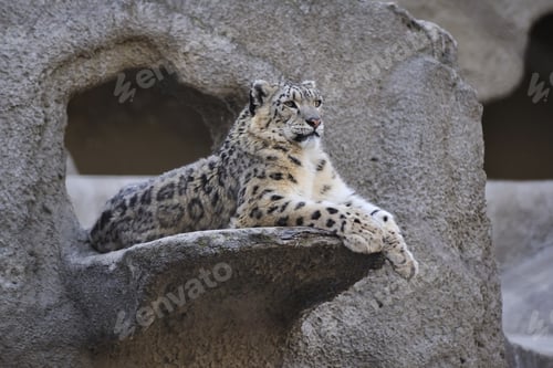 Preview: Snow leopard