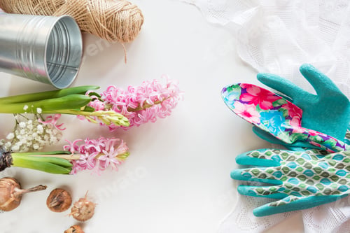 Preview: Gardening concept. Still life of seedling hyacinth, garden tools