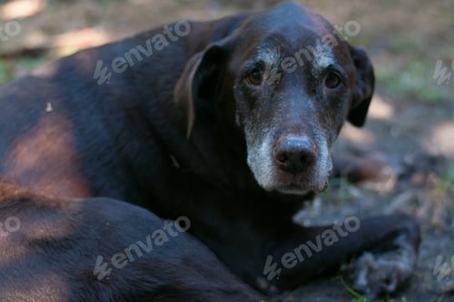 Preview: Old eyes show a sweet life. Old chocolate lab laying in her backyard taking a break from walking.