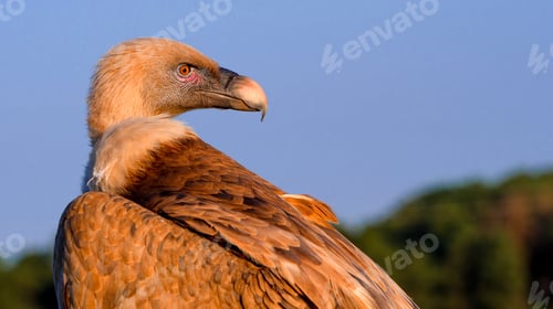 Preview: Eurasian Griffon Vulture