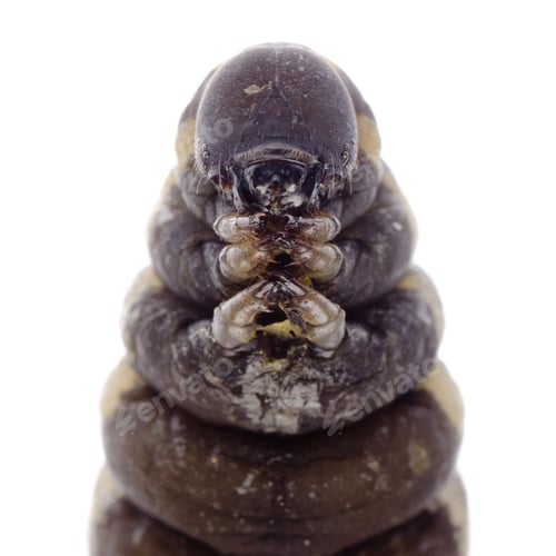Preview: cocoon caterpillar