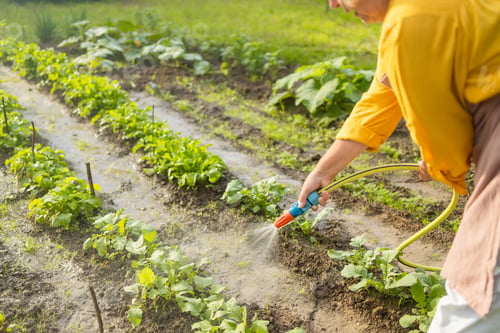 Preview: Senior woman watering fresh plants growing at home vegetable garden. Gardener taking care of plants