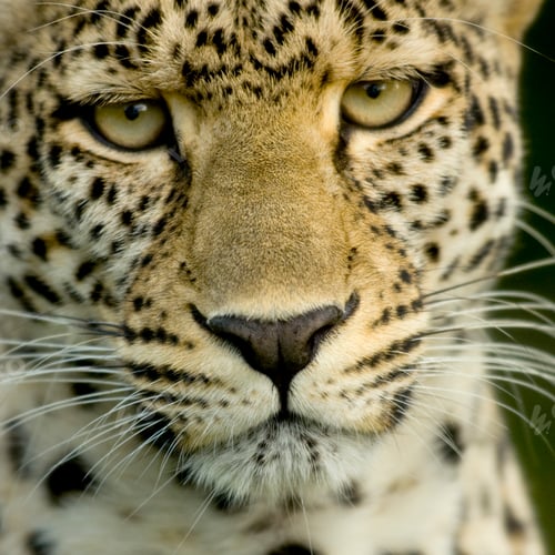 Preview: Leopard in the serengeti national reserve