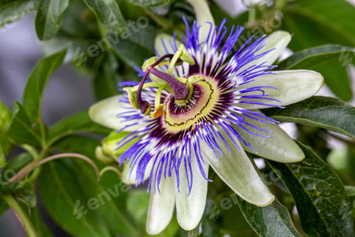 Preview: Passiflora caerulea leaf in tropical garden. assion fruit flower or Passiflora (Passifloraceae).