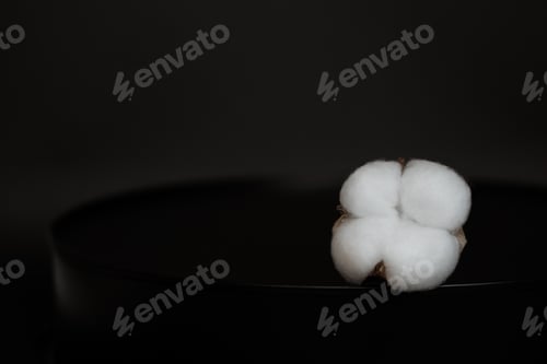 Preview: Single white cotton flower on black background