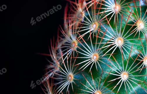 Preview: Spines of a Small Cactus Up Close