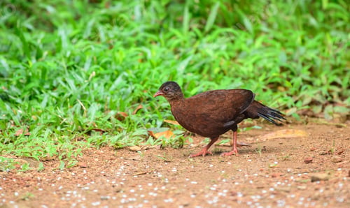 Preview: Female Sri Lanka spurfowl foraging on the forest floor at Sinharaja Forest Reserve