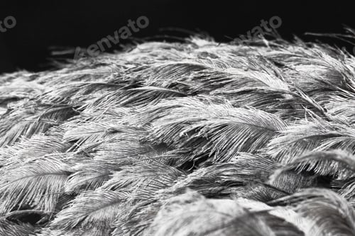 Preview: Gray scale shot of some white feathers on a black background