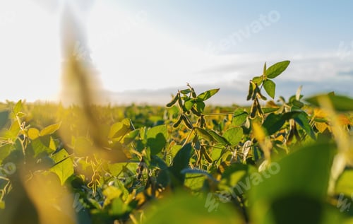 Preview: Soybeans growing in a field. Selective focus.