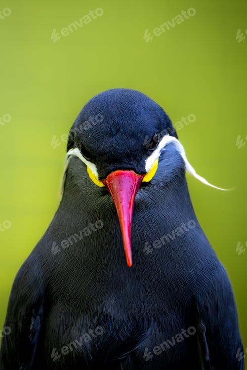 Preview: Inca step bird against a natural, blurred background