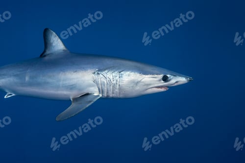 Preview: Underwater view of shortfin mako shark (Isurus oxyrinchus) swimming in blue sea, West Coast, New