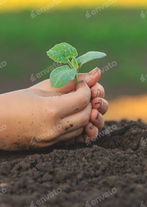 Preview: The child is planting a plant in the garden. Selective focus.